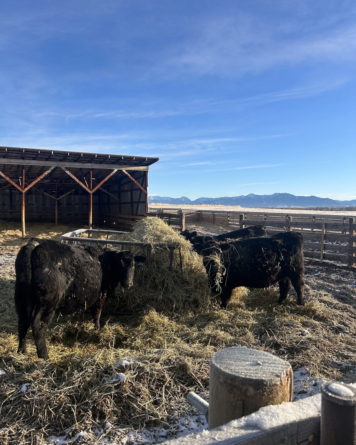 Moving cattle on horseback through Montana pasture