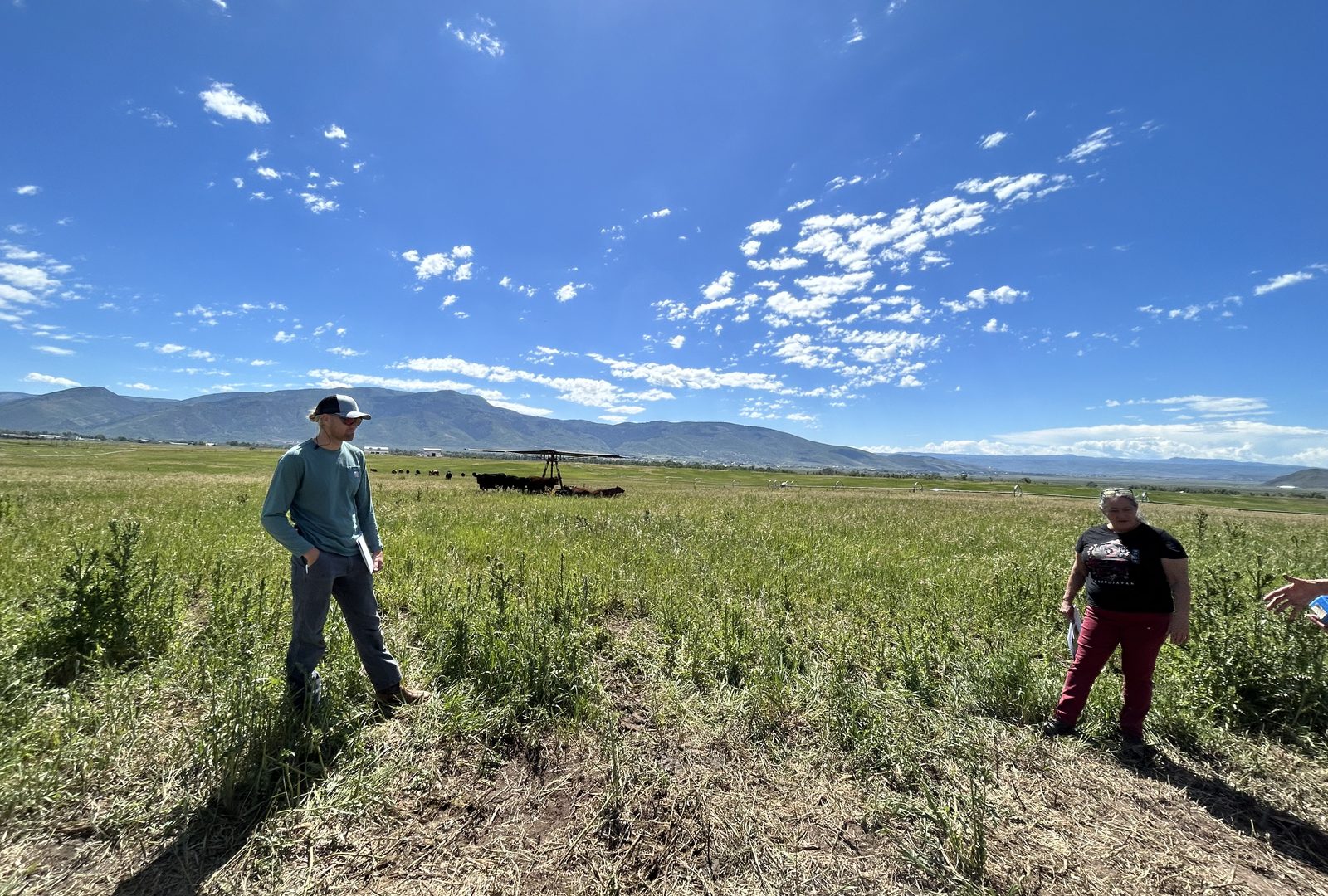 Cattle on Montana pasture below the mountains